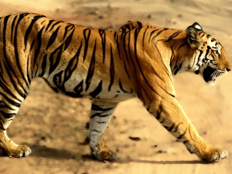 Bandhavgarh National Park